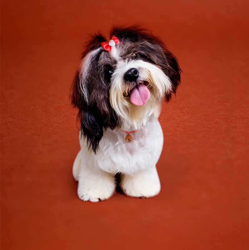 Buddha Stones Red String Peach Wood Bead Bell Strength Adjustable Cats Small Dogs Pet Collar - image 11